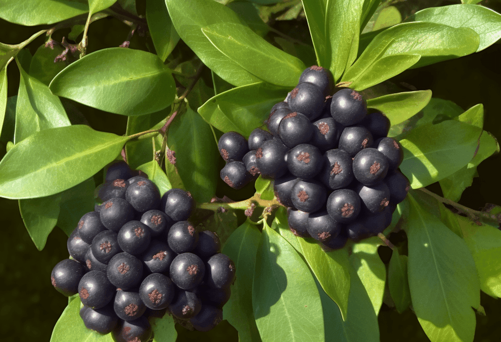 Glossy privet fruit (Ligustrum lucidum) - Interstellar Blends