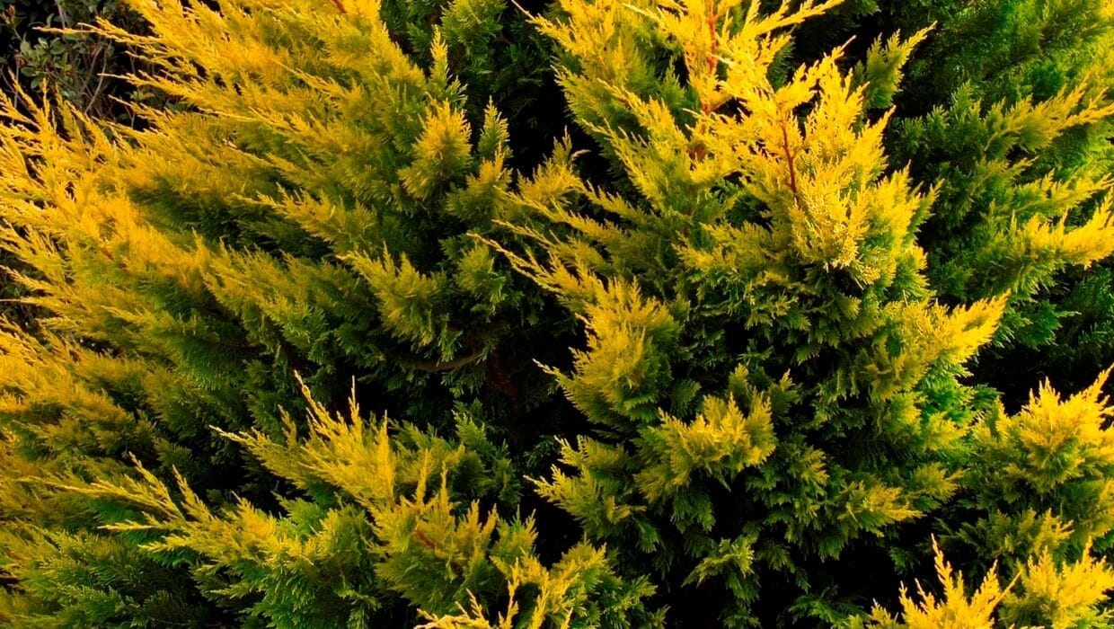 Golden cypress - Interstellar Blends