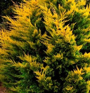 Golden cypress - Interstellar Blends