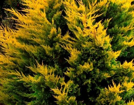 Golden cypress - Interstellar Blends