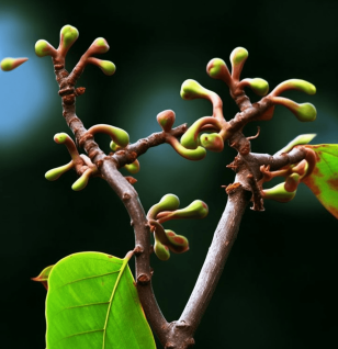 Hovenia dulcis - Interstellar Blends