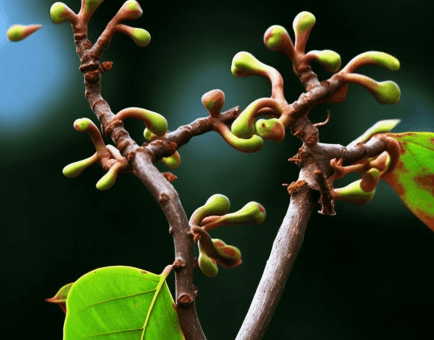 Hovenia dulcis - Interstellar Blends