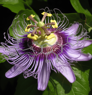 ISOVITEXIN – Antioxidant-rich flavonoid in Interstellar Blends, supporting cardiovascular and metabolic health.