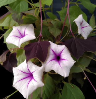 Ipomoea Batatas – Traditional plant extract in Interstellar Blends, known for its neurological and mood-enhancing benefits.