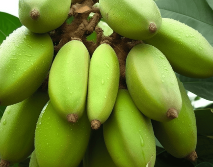 Irvingia gabonensis (African Mango) – Weight-management ingredient in Interstellar Blends, supporting metabolism and cholesterol balance.