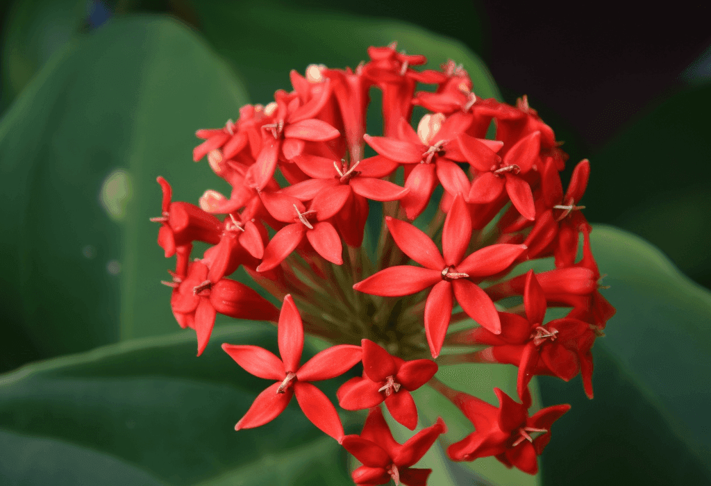 Ixora coccinea (Jungle Geranium) flower and leaf illustration, a vibrant medicinal plant featured in Interstellar Blends' herbal formulas, known for its antimicrobial, anti-inflammatory, and wound-healing properties