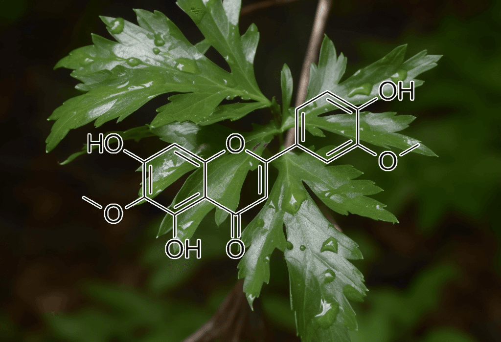 JACEOSIDIN Artemisia Princeps - Interstellar Blends