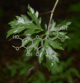 JACEOSIDIN Artemisia Princeps - Interstellar Blends