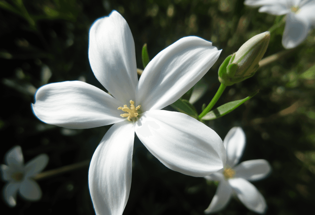 Jasminum grandiflorum - Interstellar Blends