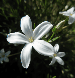 Jasminum grandiflorum - Interstellar Blends