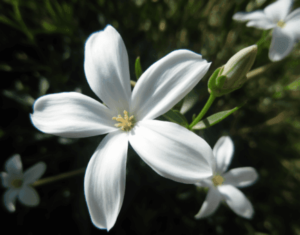 Jasminum grandiflorum - Interstellar Blends