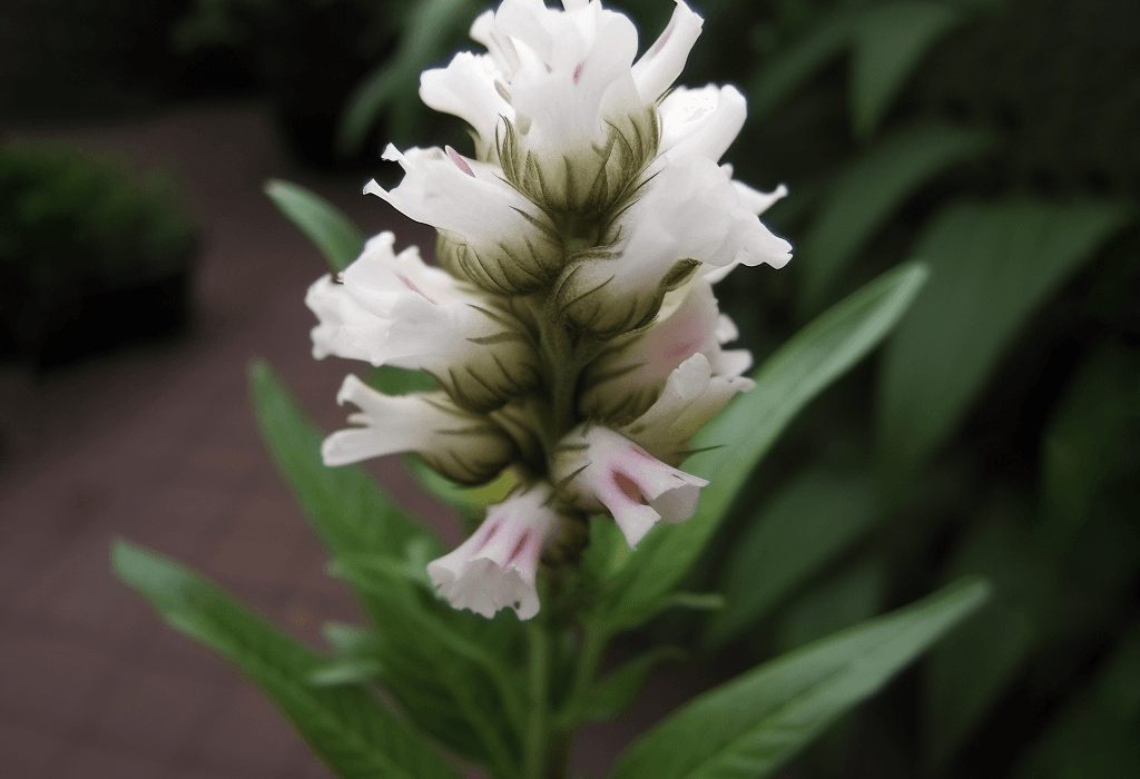 Justicia Beddomei - Interstellar Blends