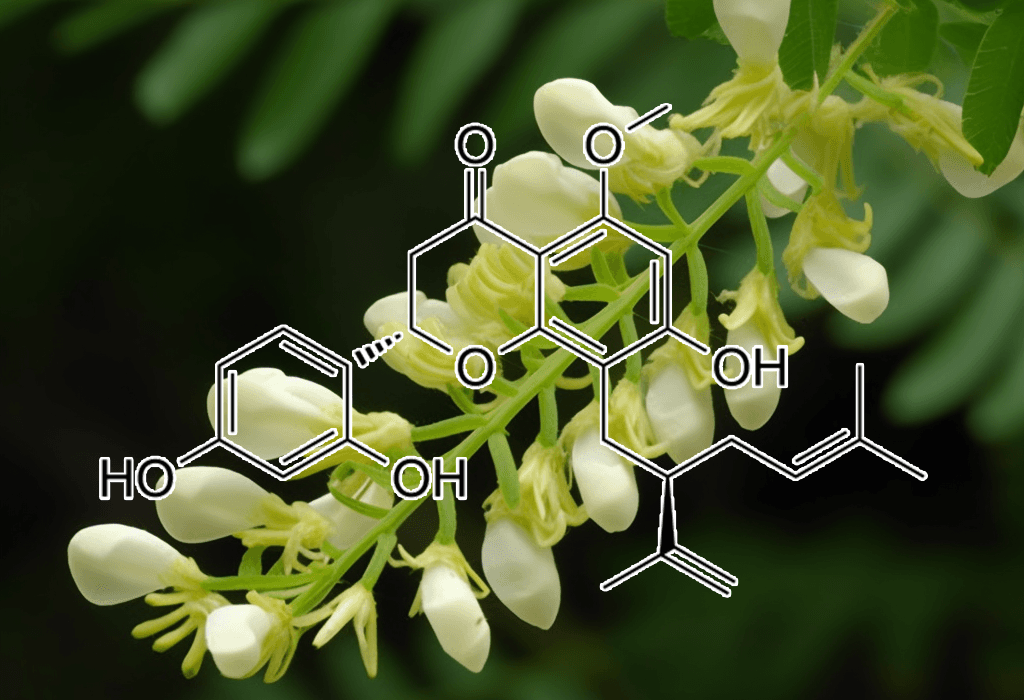 KURARINONE Sophora angustifolia - Interstellar Blends