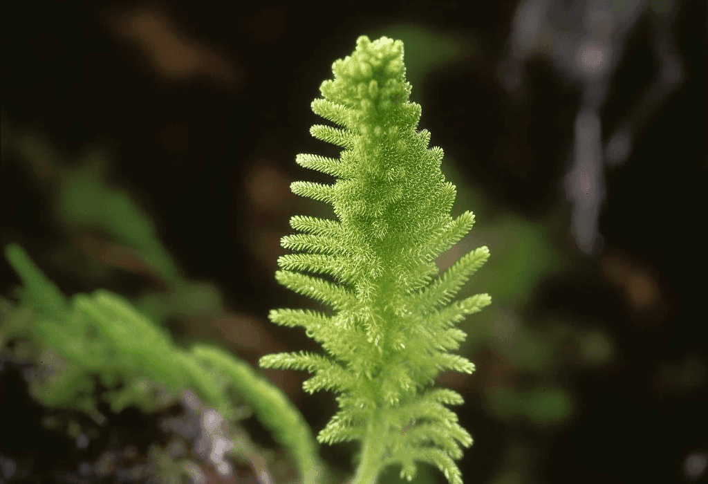 Lycopodium Cernua - Interstellar Blends