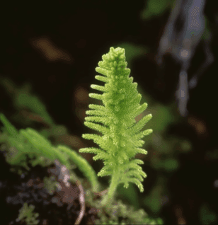Lycopodium Cernua - Interstellar Blends