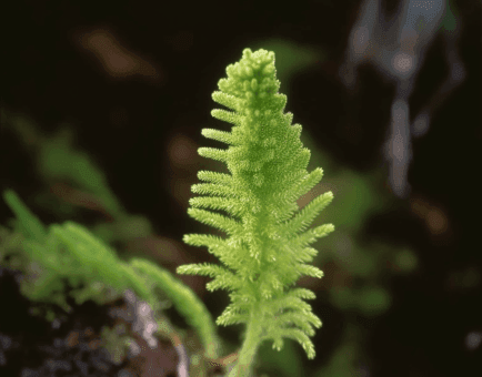 Lycopodium Cernua - Interstellar Blends
