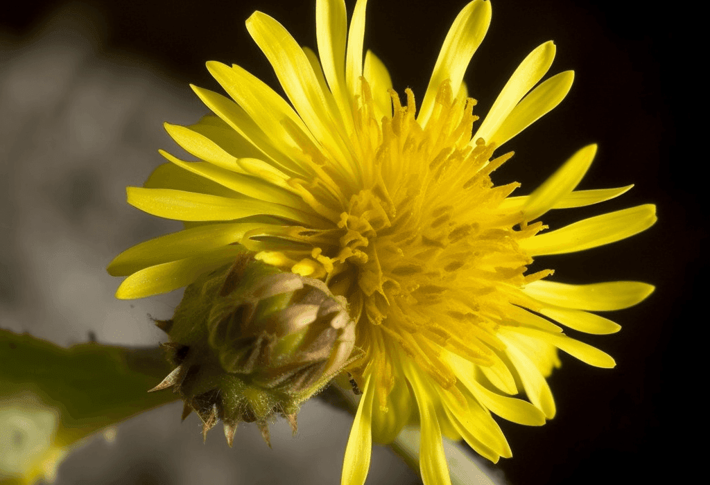 Lactuca serriola - Interstellar Blends