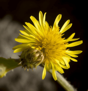 Lactuca serriola - Interstellar Blends