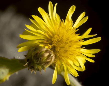 Lactuca serriola - Interstellar Blends