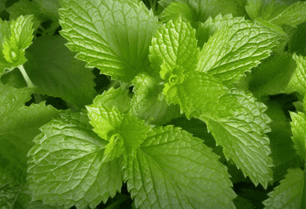 Melissa officinalis (Lemon Balm) – Relaxing herb in Interstellar Blends, reducing stress, improving digestion, and supporting cognitive function.