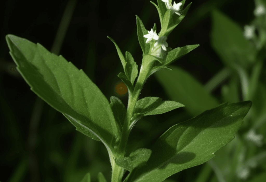 Lycopus europaeus - Interstellar Blends