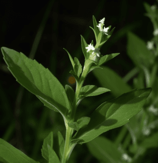 Lycopus europaeus - Interstellar Blends