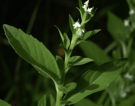 Lycopus europaeus - Interstellar Blends