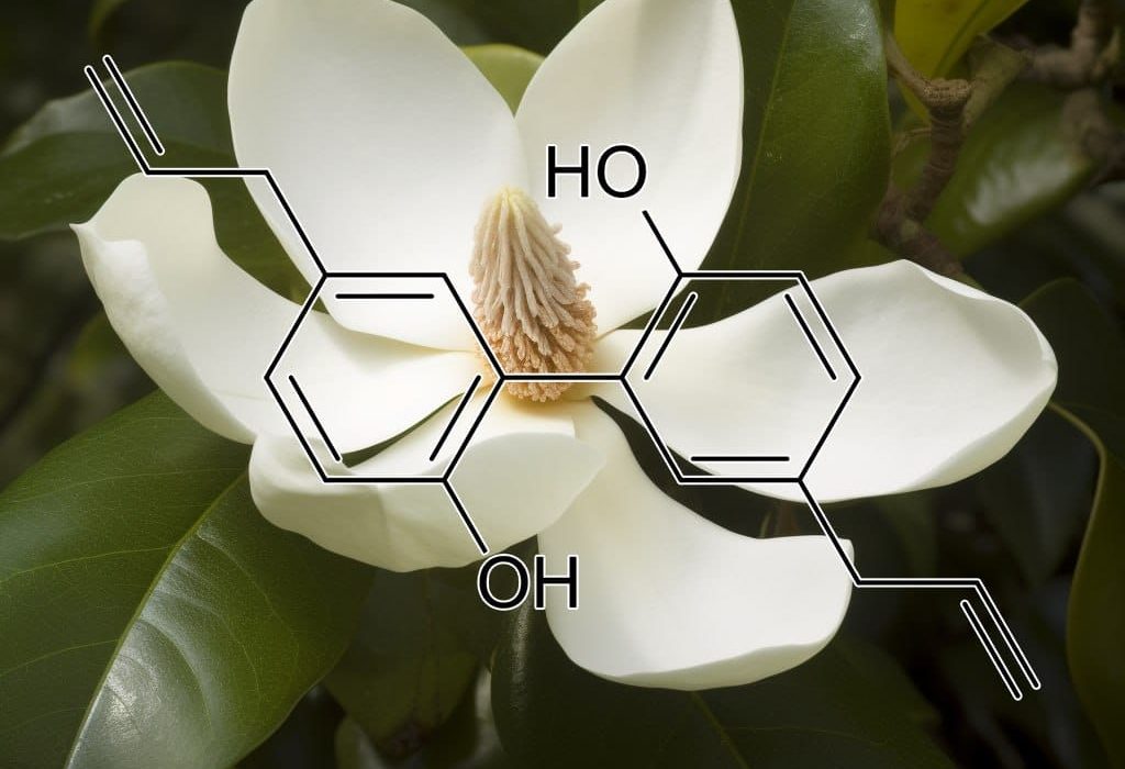 Magnolia officinalis – A high-resolution image of Magnolia bark, a traditional herb in Interstellar Blends for stress relief and neuroprotection.