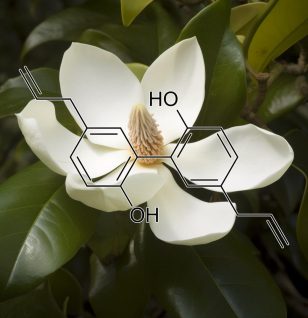 Magnolia officinalis – A high-resolution image of Magnolia bark, a traditional herb in Interstellar Blends for stress relief and neuroprotection.