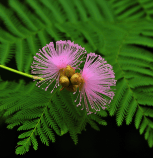 Mimosa pudica – Gut-cleansing herb in Interstellar Blends, aiding parasite removal and detoxification.