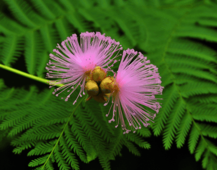 Mimosa pudica – Gut-cleansing herb in Interstellar Blends, aiding parasite removal and detoxification.