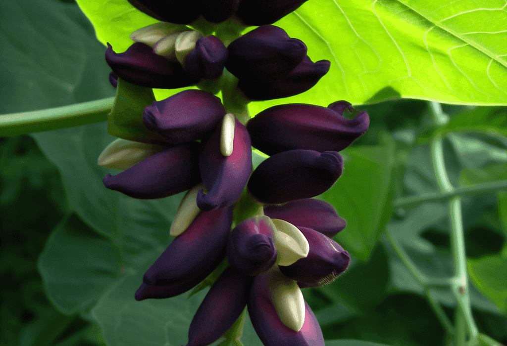 Mucuna Pruriens - Interstellar Blends