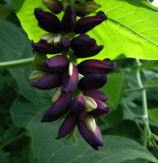 Mucuna Pruriens - Interstellar Blends