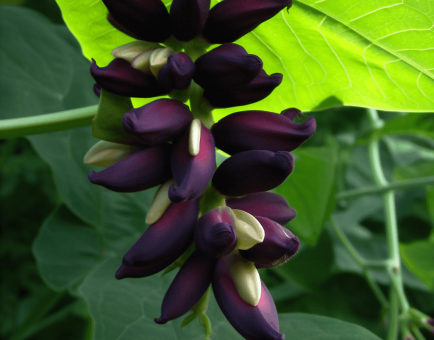 Mucuna Pruriens - Interstellar Blends