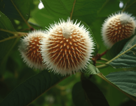 Neolamarckia Cadamba - Interstellar Blends