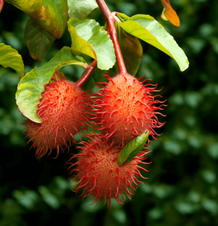 Nephelium lappaceum - Interstellar Blends