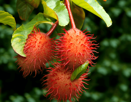 Nephelium lappaceum - Interstellar Blends