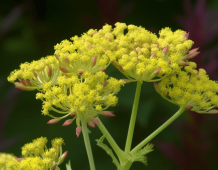 Patrinia scabiosaefolia – A bright shot of Patrinia scabiosaefolia, an herb in Interstellar Blends for detoxification and cellular protection.