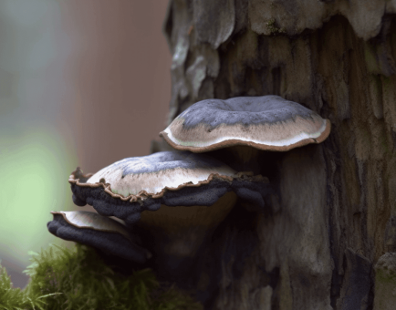 Phellinus linteus – A detailed image of Phellinus linteus, a medicinal mushroom in Interstellar Blends known for its immune-boosting and anti-cancer properties.
