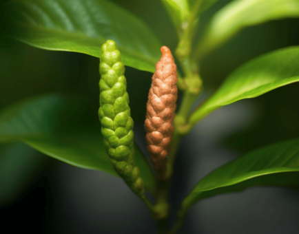 PIPER LONGUM - Interstellar Blends