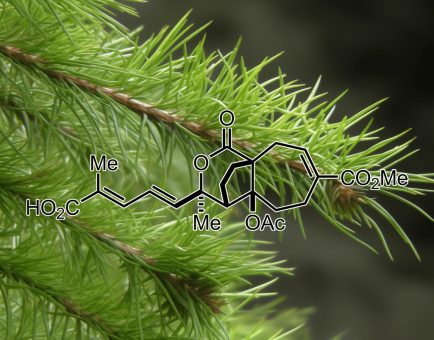 PSEUDOLARIC ACID B source plant Pseudolarix Kaempferi Gordon - Interstellar Blends