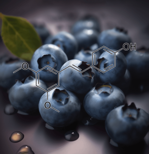 Pterostilbene from Blueberries – Longevity-promoting polyphenol in Interstellar Blends, supporting cognitive function and metabolic health.