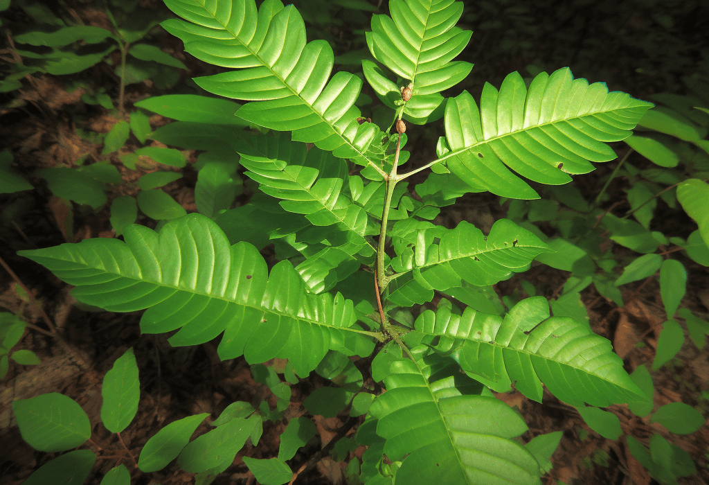 Pajanelia Longifolia - Interstellar Blends