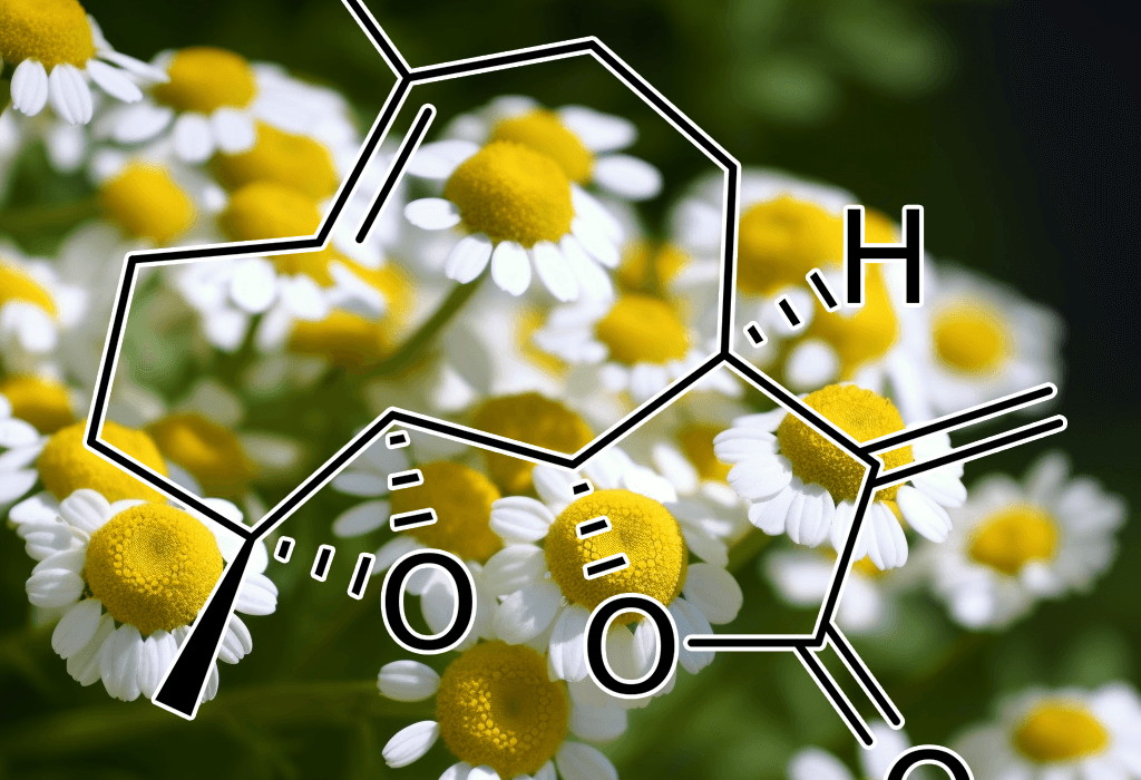 Parthenolide Feverfew - Interstellar Blends