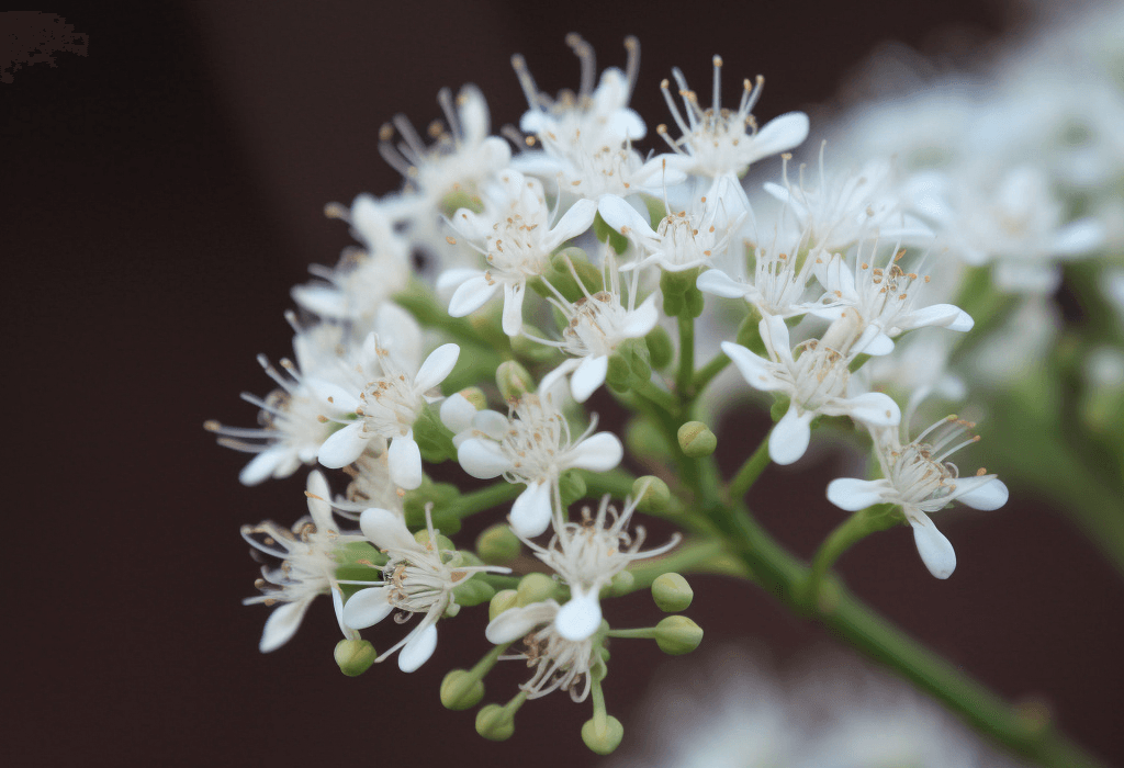 Pavetta Indica by Interstellar Blends