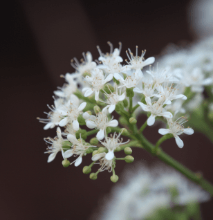 Pavetta Indica by Interstellar Blends