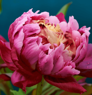 Peony Root - Interstellar Blends