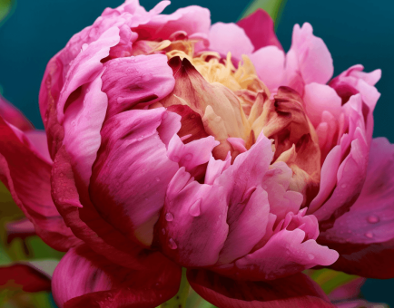 Peony Root - Interstellar Blends