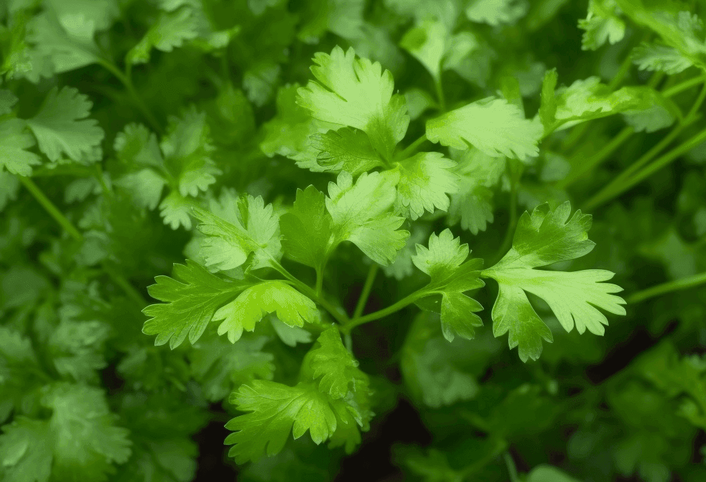 Petroselinum crispum - Interstellar Blends