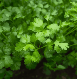 Petroselinum crispum - Interstellar Blends